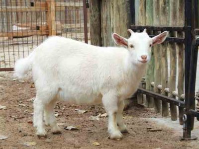 Striking Heritage Breeds Image